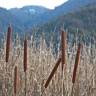 Fotografia 5 da espécie Typha latifolia do Jardim Botânico UTAD