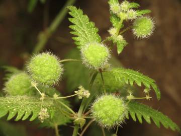 Fotografia da espécie Urtica pilulifera