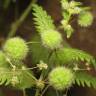 Fotografia 5 da espécie Urtica pilulifera do Jardim Botânico UTAD