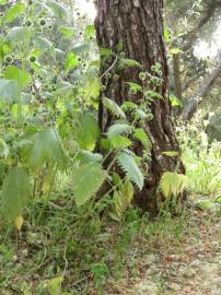 Fotografia da espécie Urtica pilulifera