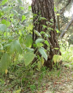 Fotografia 6 da espécie Urtica pilulifera no Jardim Botânico UTAD