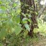 Fotografia 6 da espécie Urtica pilulifera do Jardim Botânico UTAD