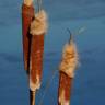 Fotografia 6 da espécie Typha latifolia do Jardim Botânico UTAD