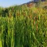 Fotografia 7 da espécie Typha latifolia do Jardim Botânico UTAD