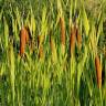 Fotografia 8 da espécie Typha latifolia do Jardim Botânico UTAD