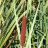 Fotografia 9 da espécie Typha latifolia do Jardim Botânico UTAD