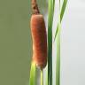 Fotografia 10 da espécie Typha latifolia do Jardim Botânico UTAD