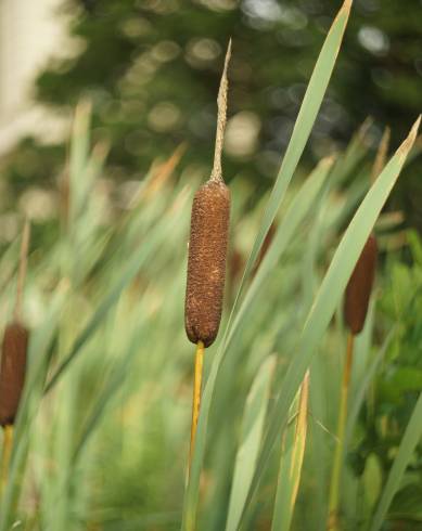 Fotografia de capa Typha latifolia - do Jardim Botânico