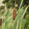 Fotografia 1 da espécie Typha latifolia do Jardim Botânico UTAD