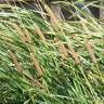 Fotografia 11 da espécie Typha latifolia do Jardim Botânico UTAD