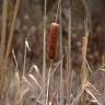 Fotografia 12 da espécie Typha latifolia do Jardim Botânico UTAD