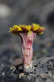 Fotografia da espécie Tussilago farfara