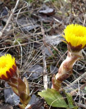 Fotografia 6 da espécie Tussilago farfara no Jardim Botânico UTAD