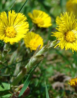 Fotografia 7 da espécie Tussilago farfara no Jardim Botânico UTAD