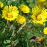 Fotografia 7 da espécie Tussilago farfara do Jardim Botânico UTAD