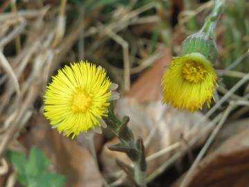 Fotografia da espécie Tussilago farfara