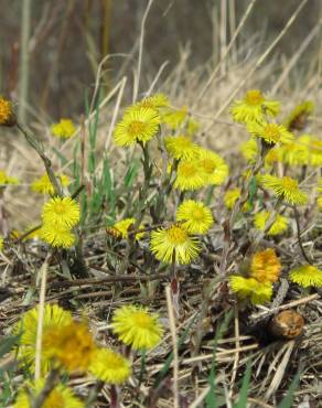 Fotografia 9 da espécie Tussilago farfara no Jardim Botânico UTAD