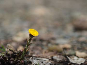 Fotografia da espécie Tussilago farfara