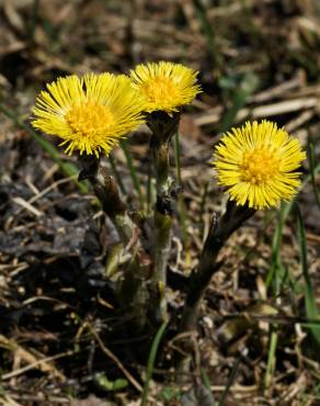 Fotografia 12 da espécie Tussilago farfara no Jardim Botânico UTAD