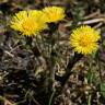 Fotografia 12 da espécie Tussilago farfara do Jardim Botânico UTAD