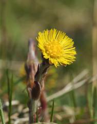 Tussilago farfara