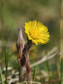 Fotografia da espécie Tussilago farfara