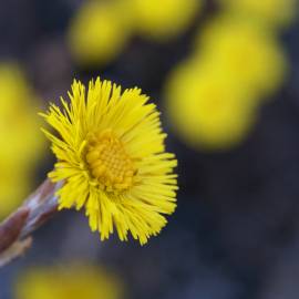 Fotografia da espécie Tussilago farfara