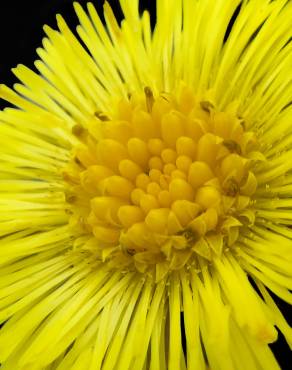 Fotografia 14 da espécie Tussilago farfara no Jardim Botânico UTAD