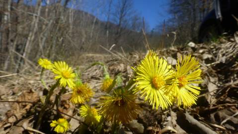 Fotografia da espécie Tussilago farfara