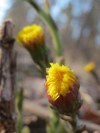 Fotografia da espécie Tussilago farfara