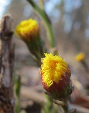 Fotografia 17 da espécie Tussilago farfara no Jardim Botânico UTAD