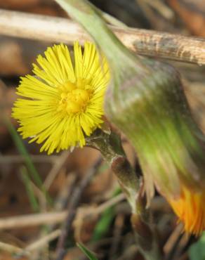 Fotografia 18 da espécie Tussilago farfara no Jardim Botânico UTAD