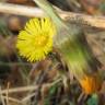 Fotografia 18 da espécie Tussilago farfara do Jardim Botânico UTAD