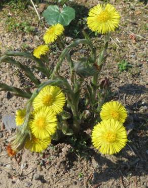 Fotografia 19 da espécie Tussilago farfara no Jardim Botânico UTAD