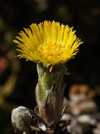 Fotografia da espécie Tussilago farfara