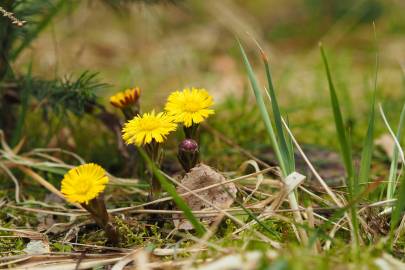 Fotografia da espécie Tussilago farfara