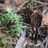 Fotografia 5 da espécie Tsuga heterophylla do Jardim Botânico UTAD