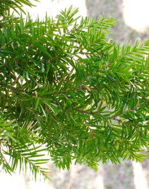 Fotografia 6 da espécie Tsuga heterophylla no Jardim Botânico UTAD