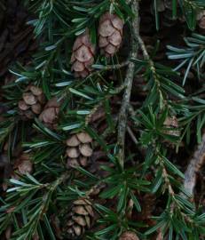 Fotografia da espécie Tsuga heterophylla