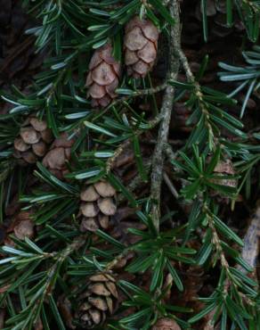 Fotografia 7 da espécie Tsuga heterophylla no Jardim Botânico UTAD