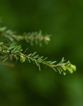 Fotografia 8 da espécie Tsuga heterophylla no Jardim Botânico UTAD