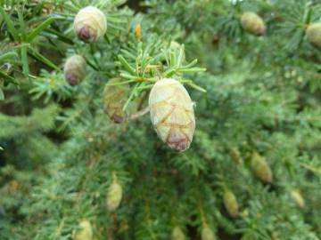 Fotografia da espécie Tsuga heterophylla