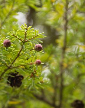 Fotografia 10 da espécie Tsuga heterophylla no Jardim Botânico UTAD