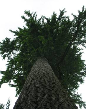 Fotografia 11 da espécie Tsuga heterophylla no Jardim Botânico UTAD