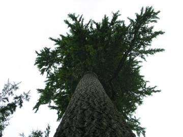 Fotografia da espécie Tsuga heterophylla