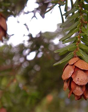 Fotografia 12 da espécie Tsuga heterophylla no Jardim Botânico UTAD