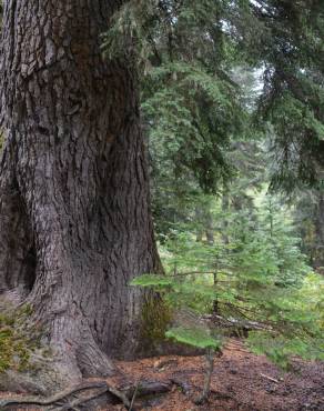 Fotografia 13 da espécie Tsuga heterophylla no Jardim Botânico UTAD