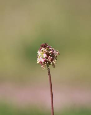 Fotografia 5 da espécie Sanguisorba minor subesp. minor no Jardim Botânico UTAD