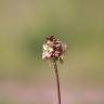 Fotografia 5 da espécie Sanguisorba minor subesp. minor do Jardim Botânico UTAD