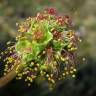 Fotografia 8 da espécie Sanguisorba minor subesp. minor do Jardim Botânico UTAD